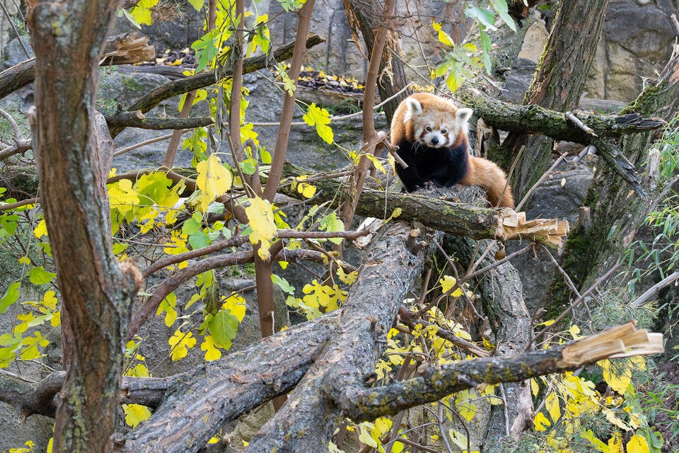 Die Roten Pandas fühlen sich in ihrem neuen Gehege sichtlich wohl.