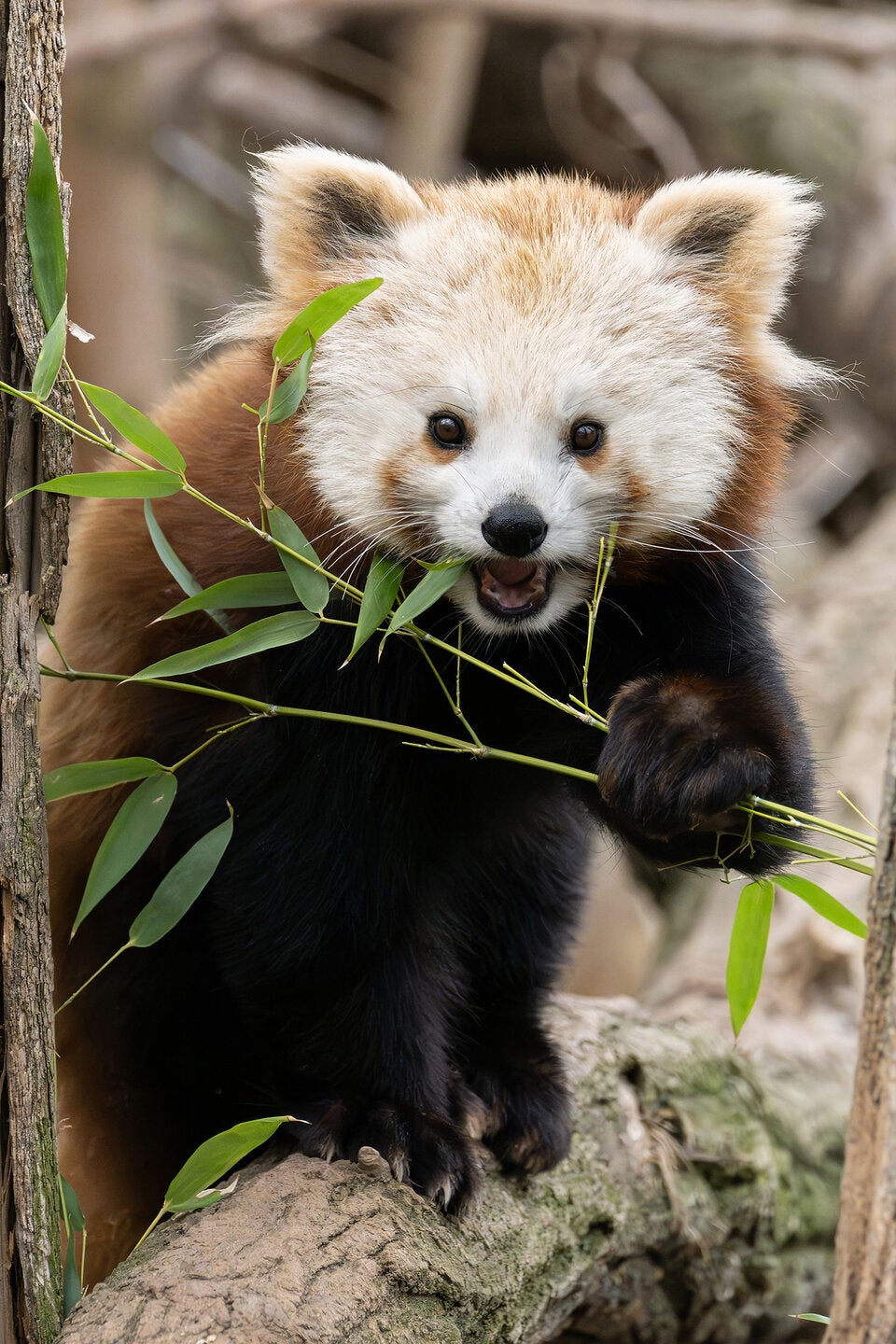 Liebes-Glück in Schönbrunn: Fesches Panda-Mädel für einsamen Junggesellen
