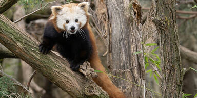 Liebes-Gl&uuml;ck in Sch&ouml;nbrunn: Fesches Panda-M&auml;del f&uuml;r einsamen Junggesellen