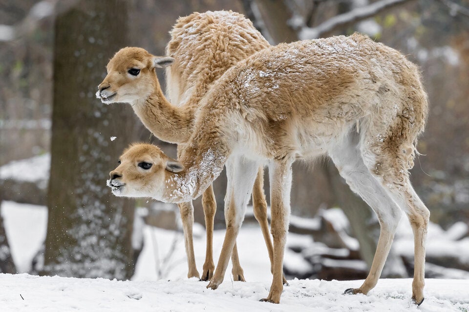 Tierische Freude über Schnee im Tiergarten Schönbrunn