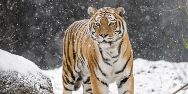 Tierische Freude über Schnee im Tiergarten Schönbrunn