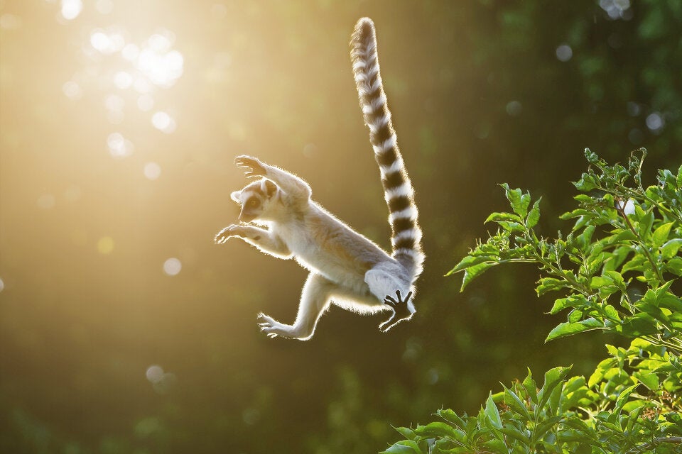 Sommerabende in Wien-Schönbrunn: Tiere, Artisten und Kulinarisches