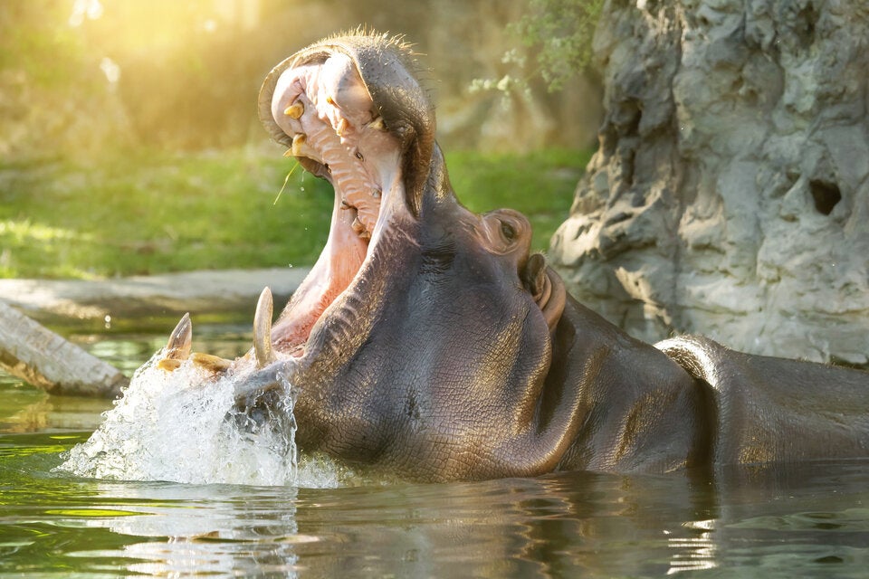 Sommerabende in Wien-Schönbrunn: Tiere, Artisten und Kulinarisches