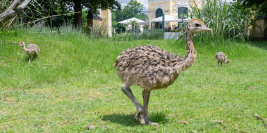 Sensation: Erster Strau&szlig;en-Nachwuchs in Sch&ouml;nbrunn