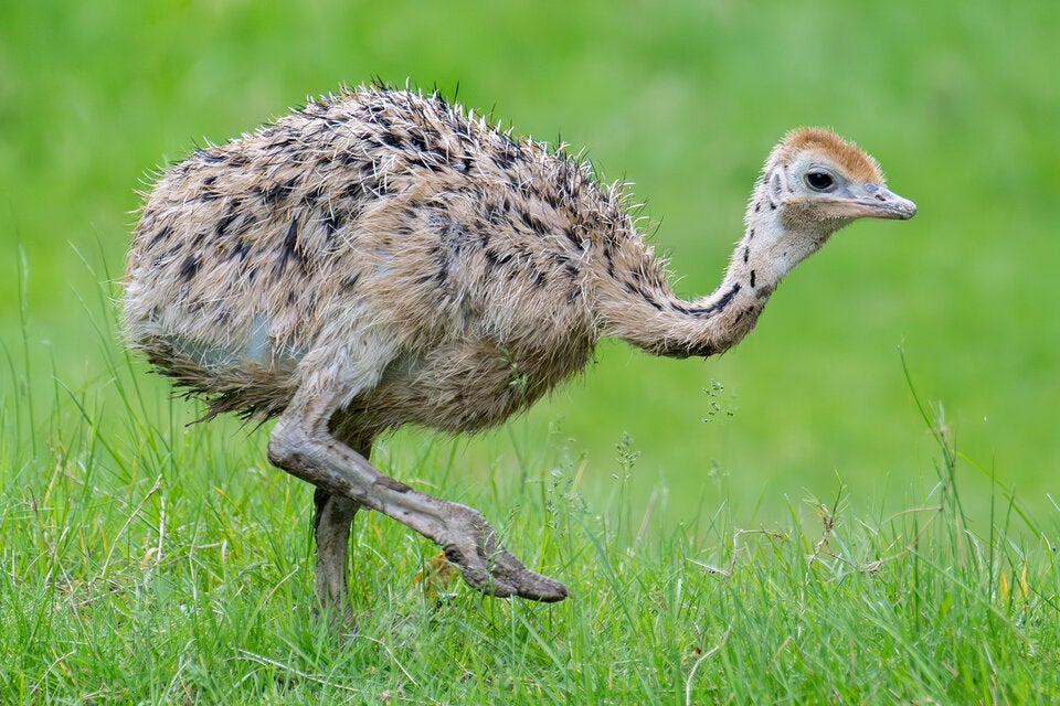 Sensation: Erster Straußen-Nachwuchs in Schönbrunn