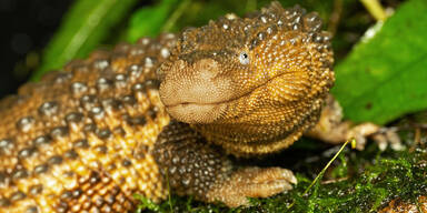 Erstmals "Kleine Drachen" zu sehen