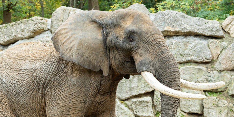 Zoo Schönbrunn bekommt jetzt Elefanten-Bullen