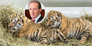 Blaschitz Tiger-Babys