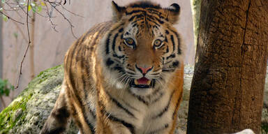 Gro&szlig;katze ist neuer Star in Sch&ouml;nbrunn