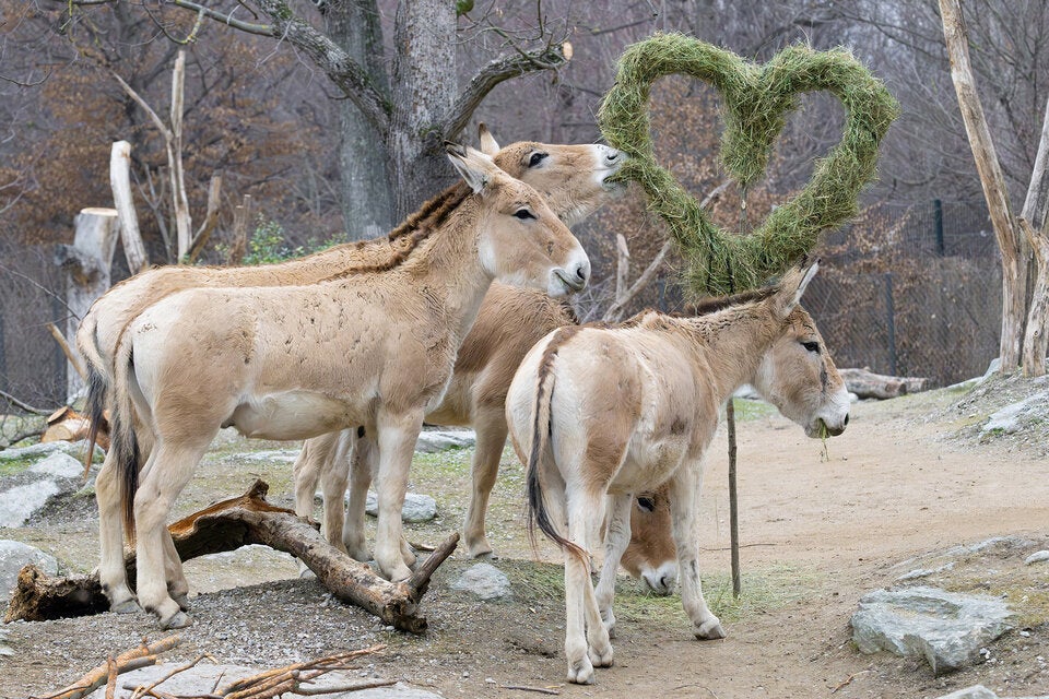 Onager leben in sogenannten Haremsverbänden.
