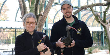 Mit dem Flugzeug nach Spanien: Sch&ouml;nbrunner Waldrappe werden ausgewildert