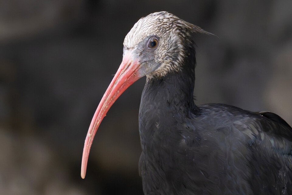 Mit dem Flugzeug nach Spanien: Schönbrunner Waldrappe werden ausgewildert