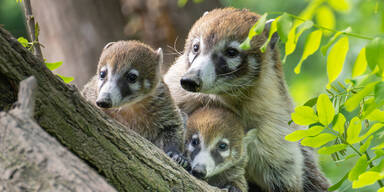 10 Nasenbären-Babys erobern den Tiergarten Schönbrunn