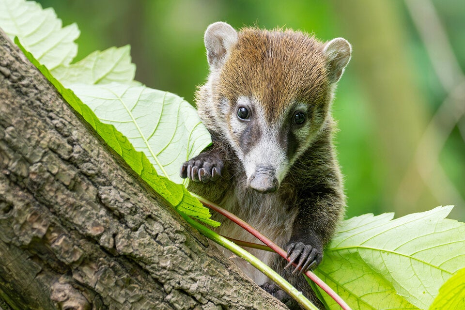 10 Nasenbären-Babys erobern den Tiergarten Schönbrunn
