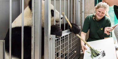 Wien-Panda Yang Yang malt f&uuml;r Buchprojekt