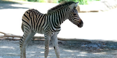Zebra Sch&ouml;nbrunn