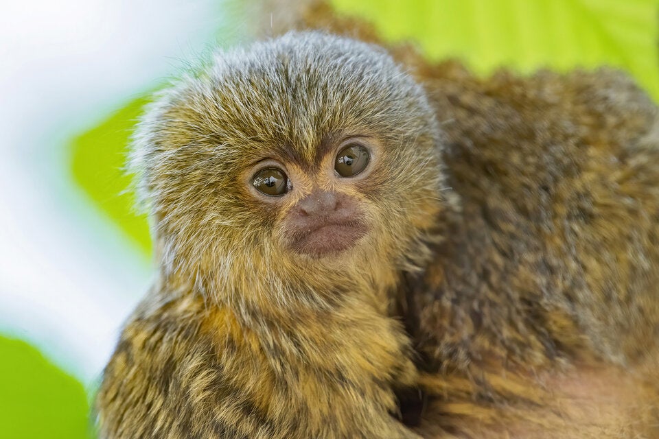 Nachwuchs in Schönbrunn: Affen-Baby ist nur daumengroß
