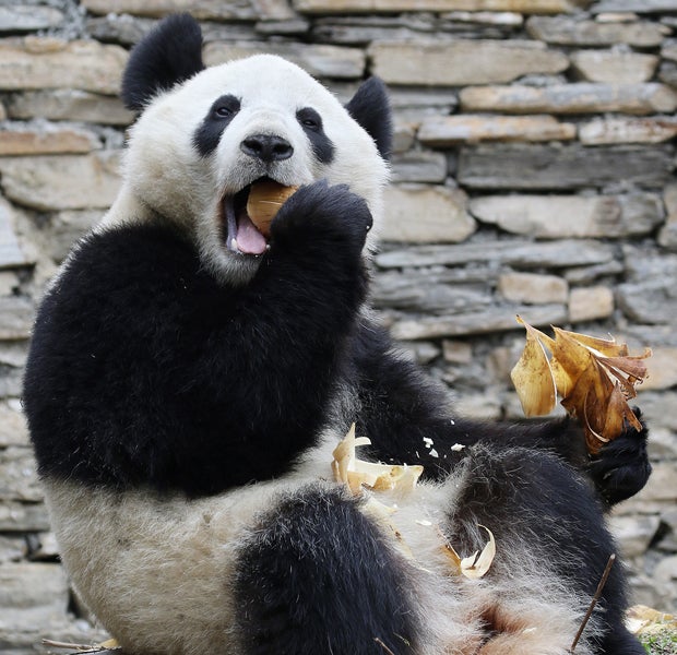 Panda Zwillinge Wien Fu Feng Fu Ban