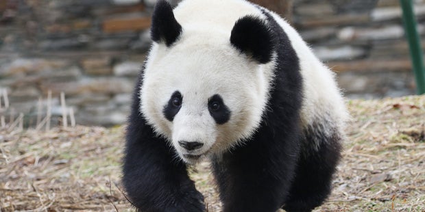 Panda Zwillinge Wien Fu Feng Fu Ban