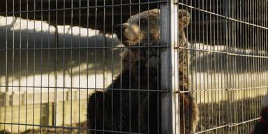 llegale Wildtiere: Löwe und Bärin gerettet