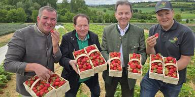 Saisonauftakt in Wiesen: Erdbeeren sorgen wieder f&uuml;r  Hochgenuss