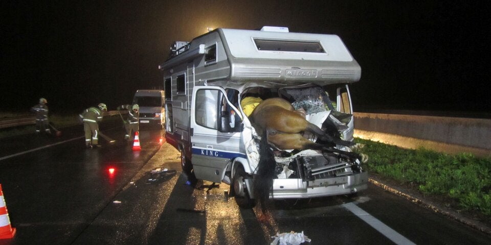 Unfall Pferd