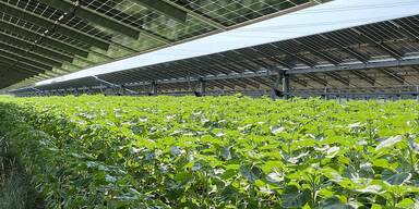 Riesige PV-Anlage in G&ouml;ming.