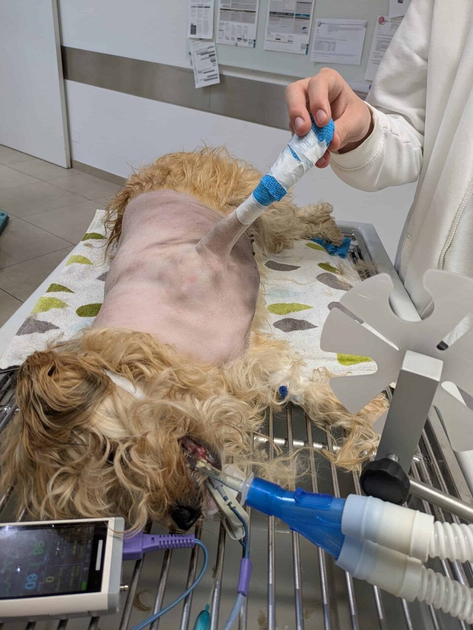 Tier-Drama: 18 Hunde in kleiner Wohnung in Wien entdeckt