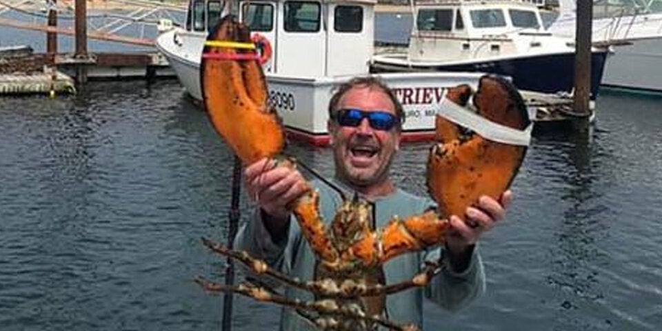 Buckelwal verschluckt Mann – Taucher überlebt!