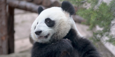 Panda.PNG