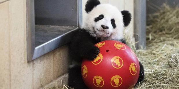 Pandazwillinge sind ein halbes Jahr alt