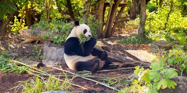 Schönbrunn-Pandas haben neue namhafte Paten