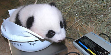 Panda Baby beim Wiegen