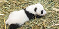 Panda-Bub: Schönbrunn sucht noch bis Sonntag Namen