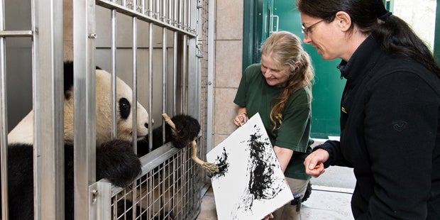 Malt Panda-Bärin hier Tiere?