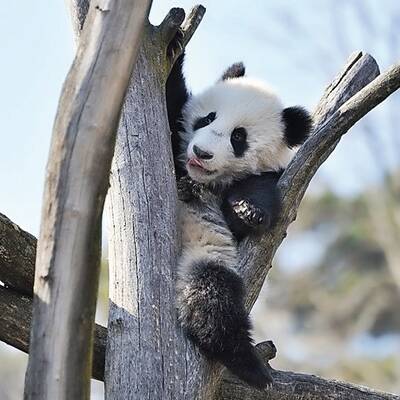 Panda Fu Bao im Tiergarten Schönbrunn