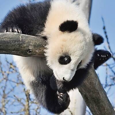 Panda Fu Bao im Tiergarten Schönbrunn