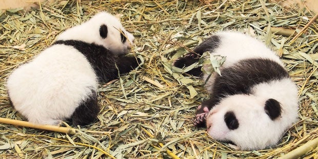 Panda-Zwillinge wachsen kräftig