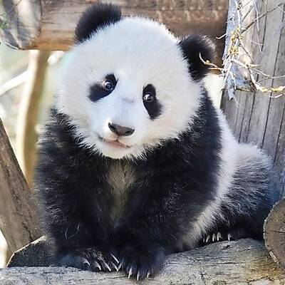 Panda Fu Bao im Tiergarten Schönbrunn