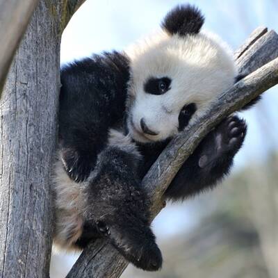Panda Fu Bao im Tiergarten Schönbrunn
