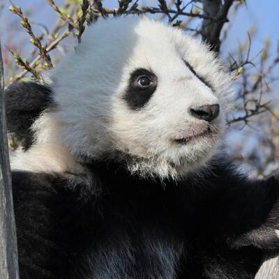 Panda Fu Bao im Tiergarten Schönbrunn