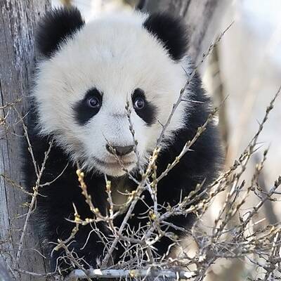 Panda Fu Bao im Tiergarten Schönbrunn