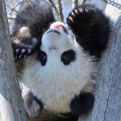 Panda Fu Bao im Tiergarten Schönbrunn