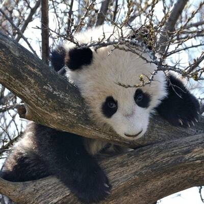 Panda Fu Bao im Tiergarten Schönbrunn