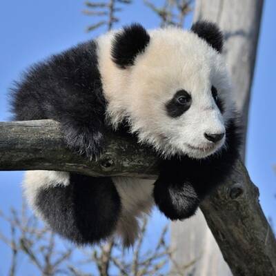 Panda Fu Bao im Tiergarten Schönbrunn