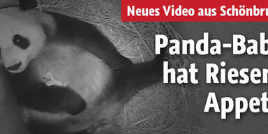 Wiens Panda-Baby hat Riesen-Appetit