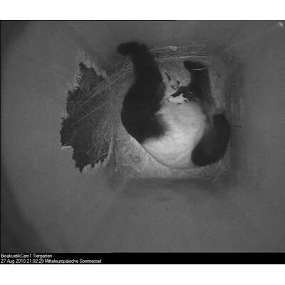 So süß ist das neue Panda-Baby