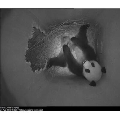 So süß ist das neue Panda-Baby