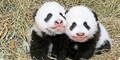 Pandas