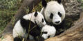 Pandazwillinge sind ein halbes Jahr alt